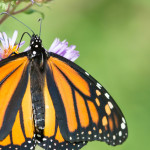 Butterfly Photo Contest